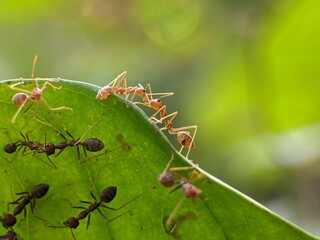 Weaver ants or Oecophylla smaragdina on orange tree with blur background