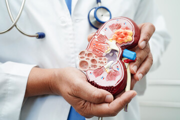 Chronic kidney disease, doctor with model for treatment urinary system, urology, Estimated...