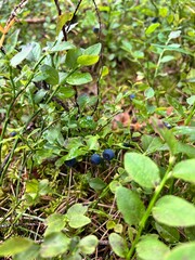 Naklejka premium organic blueberries growing in the forest