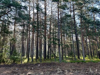 Fototapeta premium photo of a beautiful wild forest with glimpses of the morning sun