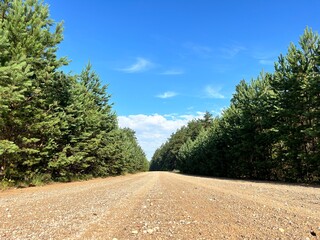 view of a dirt road in a young spruce forest on a clear sunny day