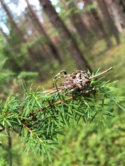 forest spider on a branch
