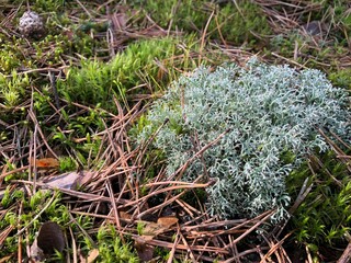 moss in a beautiful wild forest on a summer day