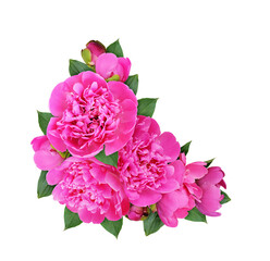 Pink peony flowers in a corner floral arrangement isolated on white or transparent background