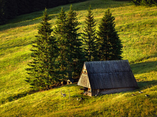 Szałasy, bacówki w Tatrach w okolicach Kuźnic i Kalatówek  © Michal45