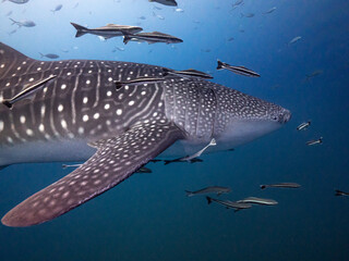 Big Whale Shark Swimming in Blue water is very clear at Thailand © nickutchin