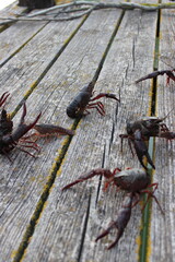 Écrevisses de Louisiane