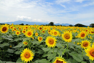 一面に咲くヒマワリの花