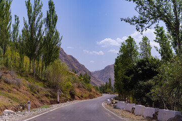 A road with trees on both sides and a mountain in the background