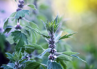 Leonurus sibiricus or motherwort plant.