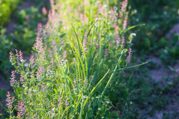 Weeds and grass grow on kitchen-garden.