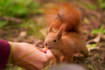 Park visitors feed squirrel. Red squirrel eats in close-up.