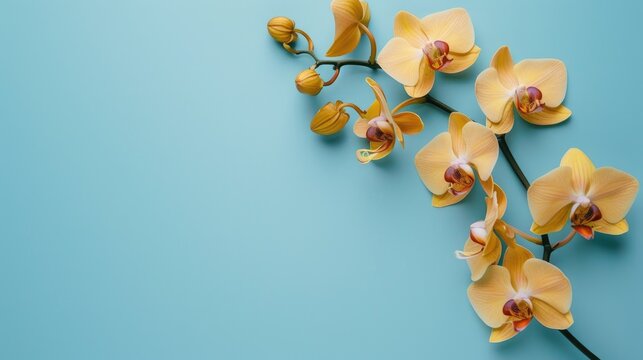 Most popular indoor plants Yellow orchid bloom against blue backdrop Phalaenopsis orchid Botanical theme with blank area for writing banner