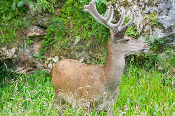 A deer stands amidst a lush green field, exuding tranquility and the untouched essence of the wild.