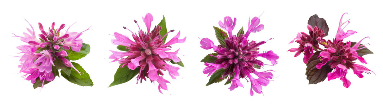 Set bee balm flowers isolated on transparent background, wellness beauty growth abundance