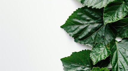 Close up macro shot of hibiscus leaves on white backdrop with space for text