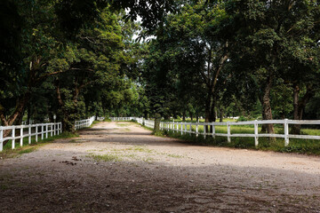 Treelined country road in Lipica