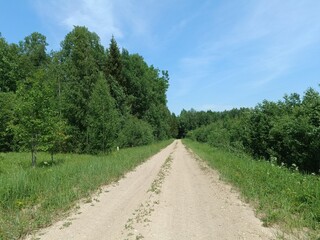 Road in forest in Siauliai county during sunny summer day. Oak and birch tree woodland. Sunny day with white clouds in blue sky. Bushes are growing in woods. Sandy road. Nature. Summer season. Miskas.