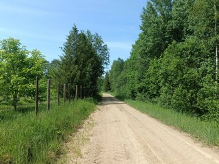 Road in forest in Siauliai county during sunny summer day. Oak and birch tree woodland. Sunny day with white clouds in blue sky. Bushes are growing in woods. Sandy road. Nature. Summer season. Miskas.