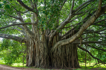 Banyon tree Ficus benghalensis or Indian banyan the national tree of India