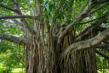 Obraz premium Banyon tree Ficus benghalensis or Indian banyan the national tree of India