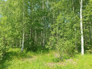 Forest in Siauliai county during sunny summer day. Oak and birch tree woodland. Sunny day with white clouds in blue sky. Bushes are growing in woods. Nature. Miskas.