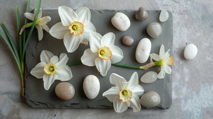 Narcissus flowers and stones arranged on a gray board in a flat lay