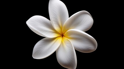 Fototapeta premium frangipani flower isolated on black
