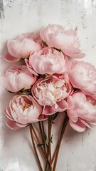 Lovely peony pink flowers on rustic white background