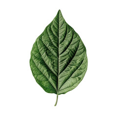 Obraz premium Detailed Macro Photograph of a Lush Green Leaf with Prominent Veins and Texture