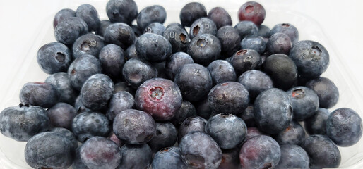 ブルーベリー／blueberry／블루베리