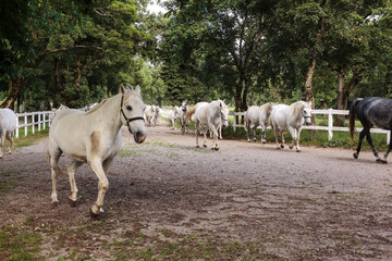 Lipizzaner horses in Lipica stable, Slovenia