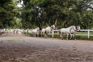 Lipica horse, breed horses, slovenia, europe