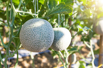 Melon fruit from organic farming in North of Thailand, fruit farm, agriculture concept, organic melon farm, healthy food