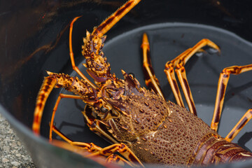 containers with catch of sea fish, ocean delicacies. Industrial catch of fresh fish. Fish auction for wholesalers and restaurants.