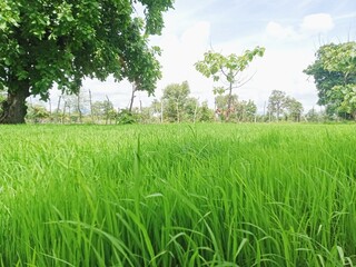 green field and blue sky