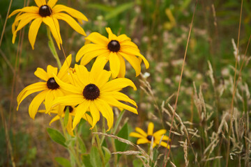  Rudbekia błyskotliwa  © Marcin Łazarczyk