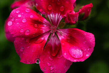 Droplets on a beauty - Tropfen auf einer Schönheit