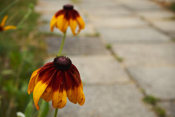 Rudbekia ,Rudbeckia L.,Rudbekia owłosiona ,Rudbeckia hirtakwiat © Marcin Łazarczyk
