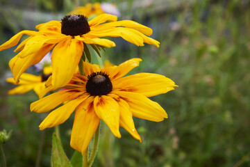  Rudbekia błyskotliwa  © Marcin Łazarczyk