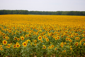 Fototapeta premium an agricultural field with a crop of sunflowers