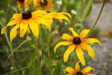  Rudbekia błyskotliwa  © Marcin Łazarczyk