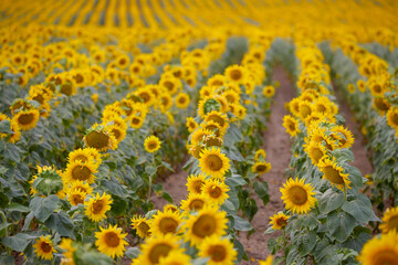 an agricultural field with a crop of sunflowers