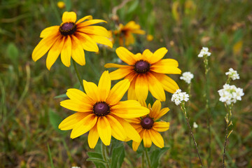 Rudbekia ,Rudbeckia L.,Rudbekia owłosiona ,Rudbeckia hirtakwiat