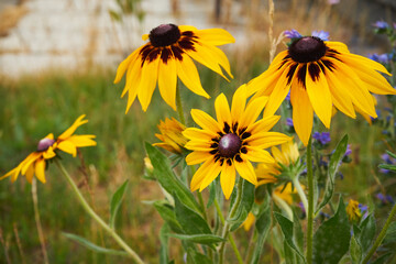 Rudbekia ,Rudbeckia L.,Rudbekia owłosiona ,Rudbeckia hirtakwiat © Marcin Łazarczyk