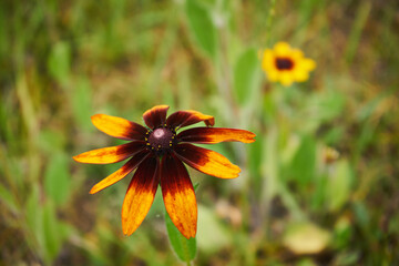 Rudbekia ,Rudbeckia L.,Rudbekia owłosiona ,Rudbeckia hirtakwiat © Marcin Łazarczyk