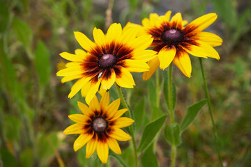 Rudbekia ,Rudbeckia L.,Rudbekia owłosiona ,Rudbeckia hirtakwiat © Marcin Łazarczyk