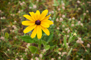  Rudbekia błyskotliwa  © Marcin Łazarczyk
