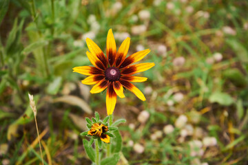 Rudbekia ,Rudbeckia L.,Rudbekia owłosiona ,Rudbeckia hirtakwiat