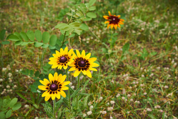 Rudbekia ,Rudbeckia L.,Rudbekia owłosiona ,Rudbeckia hirtakwiat © Marcin Łazarczyk